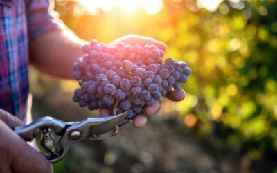 La industria del vino se vuelca a la producción ecológica