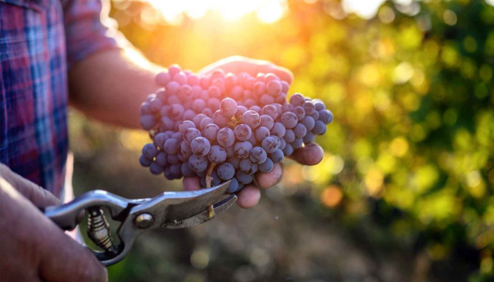 La industria del vino se vuelca a la producción ecológica