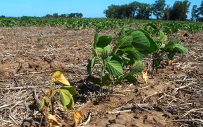 Por la sequía, la contratación de los seguros agrícolas cayó 20%