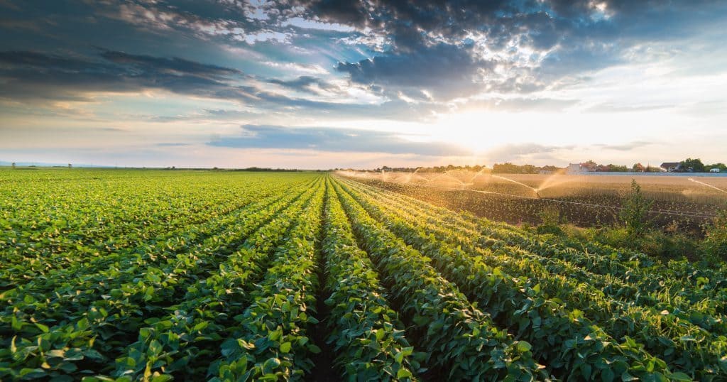 Campaña gruesa: las claves para asegurar los cultivos y proteger la producción agropecuaria
